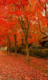 Anne Berlin Psychic Medium thesilentman-211815