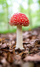 Close up of fly agaric (Amanita muscaria)