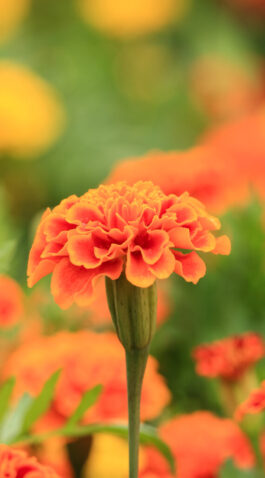 Margold,Yellow,Flower,marigold,Tree,orange,Marigold,marigold,Petals Margold,Yellow,Flower,marigold,Tree,orange,Marigold,marigold,Petals