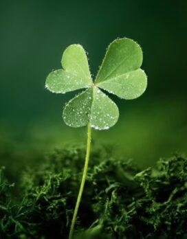 Shamrock_Cropped_Shutterstock