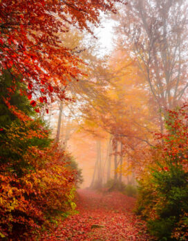 Road through a golden foggy forest