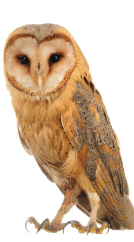 Hoot is what a barn owl says